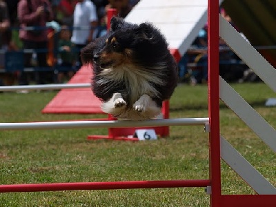 de la vallee de l'ailette - agility championnat de France