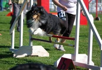 de la vallee de l'ailette - agility