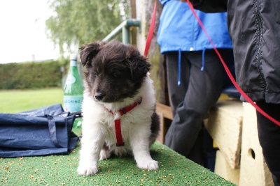 de la vallee de l'ailette - 16 juin 2009 agility Eyron