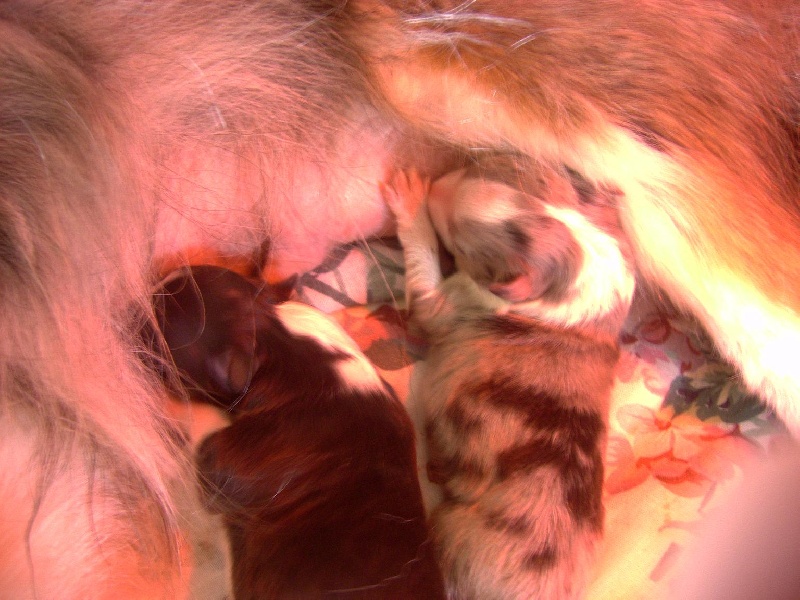 les chiots d'Ulanne et Macho - juillet 2008