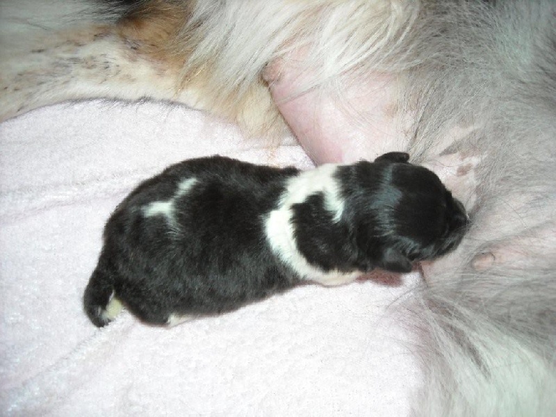 Chiot Shetland Sheepdog de la vallee de l'ailette